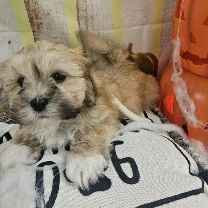 Male Lhasa Apso Puppy for Sale in Monroeville, PA