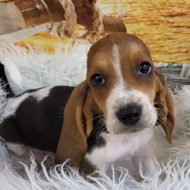 Male Basset Hound Puppy for Sale in Monroeville, PA
