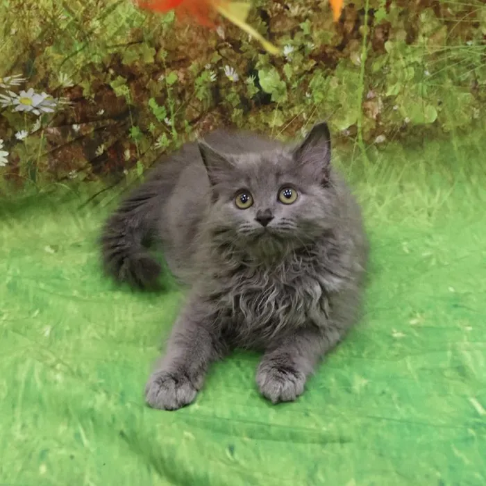 Male Persian kitten named Smokey for sale at Petland Monroeville.