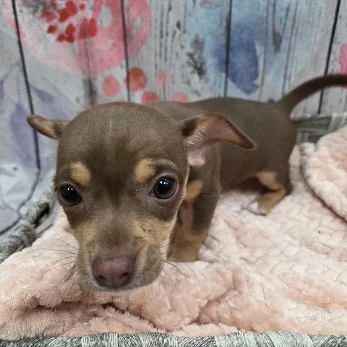 Female Chiweenie Puppy for Sale in Monroeville, PA