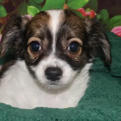 Male Chihuahua Puppy for Sale in Monroeville, PA