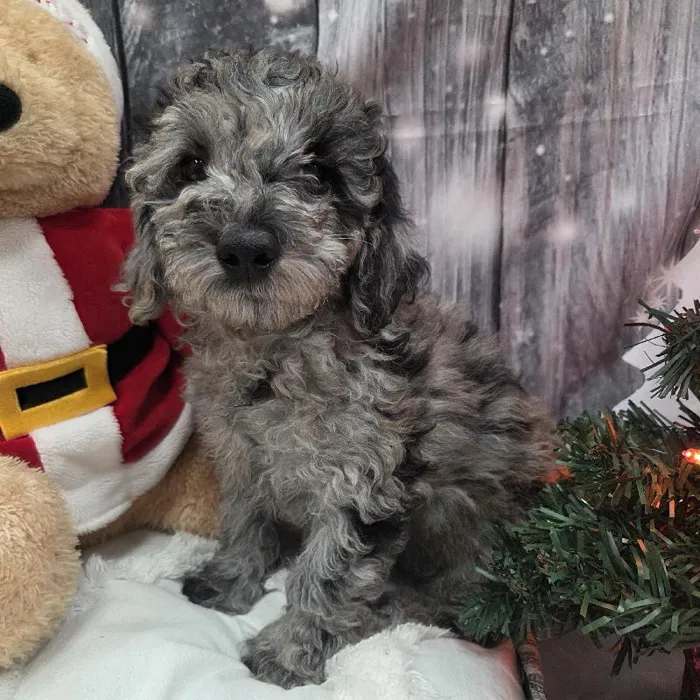 Male Mini Goldendoodle Puppy for Sale in Monroeville, PA