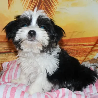 Male Morkie Puppy for Sale in Monroeville, PA