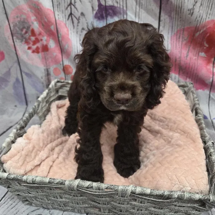 Female Cocker Spaniel Puppy for Sale in Monroeville, PA