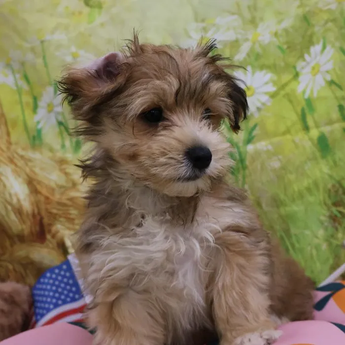 Male Morkie puppy named Morgan for sale at Petland Monroeville.