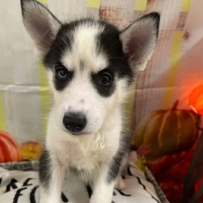 Female Siberian Husky Puppy for Sale in Monroeville, PA