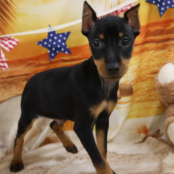 Male Min Pin puppy named Loki for sale at Petland Monroeville.