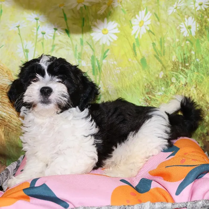 Male Teddy Bear puppy named John for sale at Petland Monroeville.