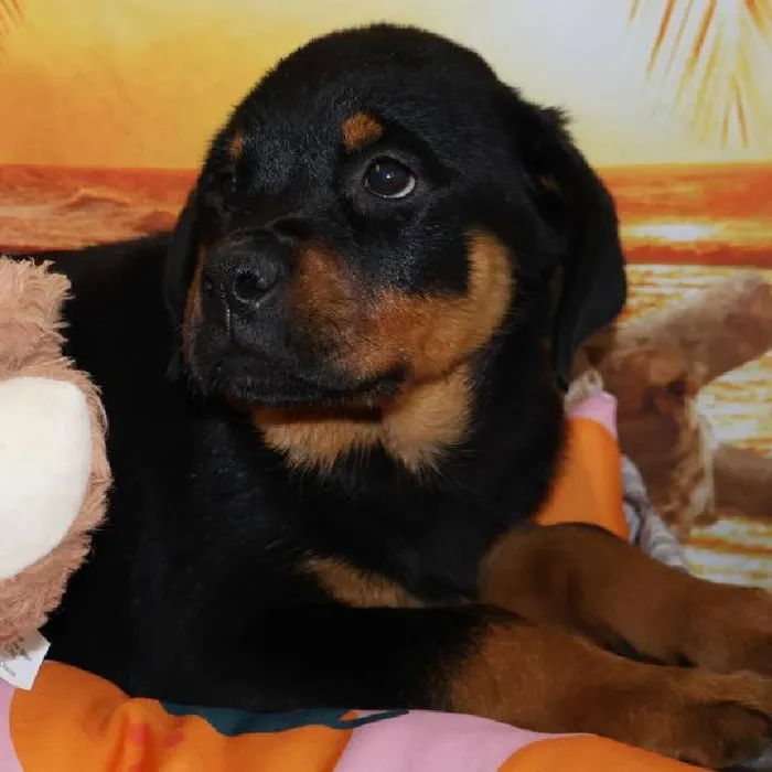 Female Rottweiler puppy named Rosita for sale at Petland Monroeville.