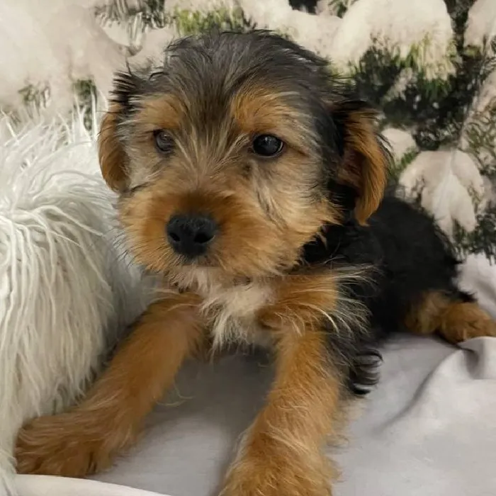 Male Yorkie Puppy for Sale in Monroeville, PA