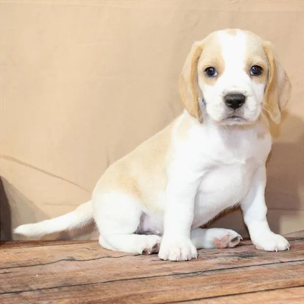 Male Beagle puppy named Edward for sale at Petland Monroeville.