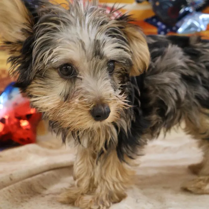 Male Yorkie puppy named Klaus for sale at Petland Monroeville.