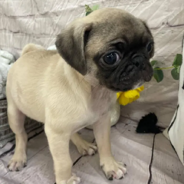Female Pug Puppy for Sale in Monroeville, PA