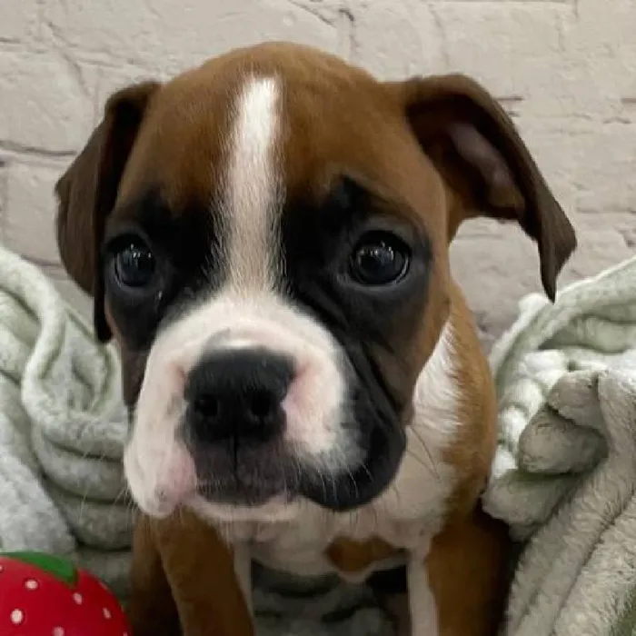 Female Boxer Puppy for Sale in Monroeville, PA