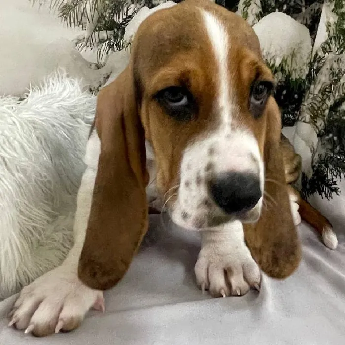 Male Basset Hound Puppy for Sale in Monroeville, PA