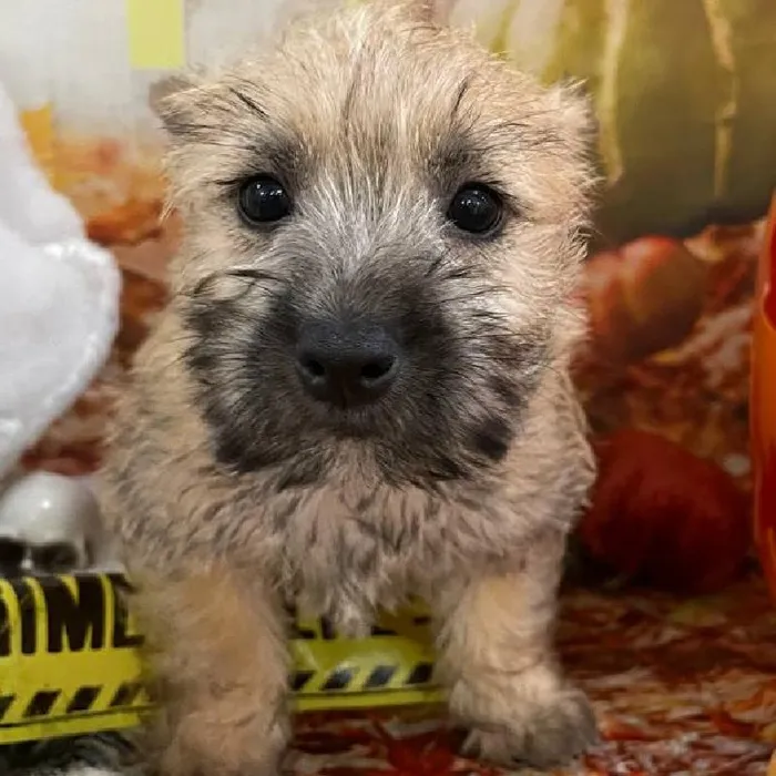 Female Cairn Terrier Puppy for Sale in Monroeville, PA