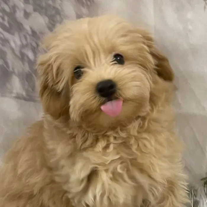 Male Maltipoo Puppy for Sale in Monroeville, PA