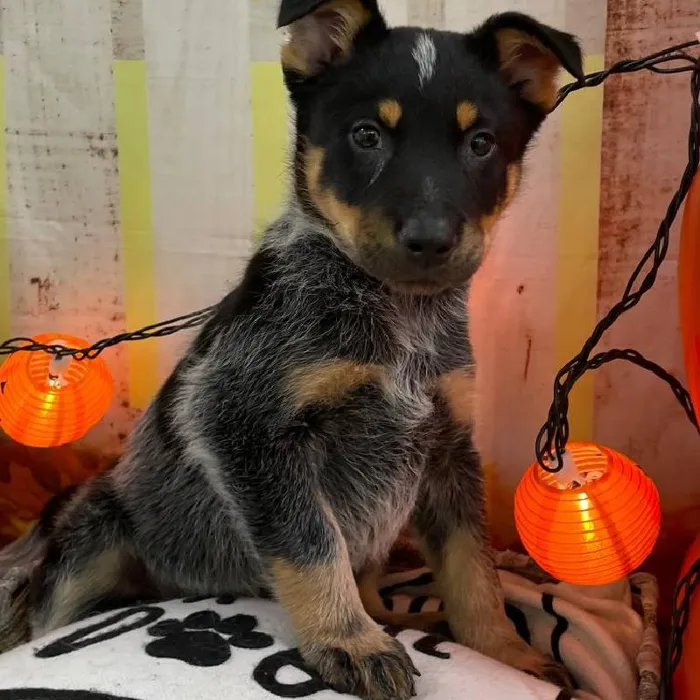 Male Australian Cattle Dog Puppy for Sale in Monroeville, PA