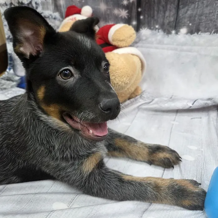 Male Australian Cattle Dog Puppy for Sale in Monroeville, PA