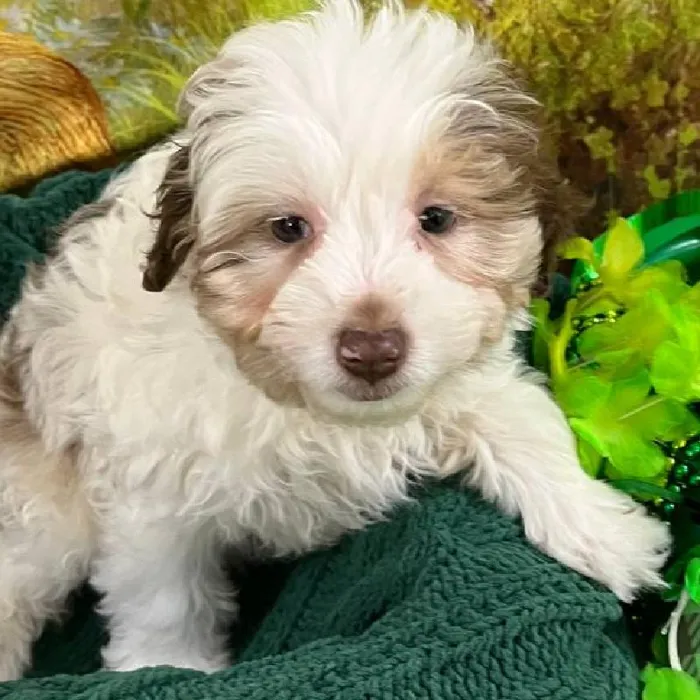 Female Mini Aussiedoodle Puppy for Sale in Monroeville, PA