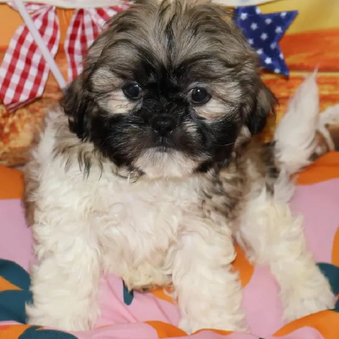 Male Shih Tzu puppy named Gizmo for sale at Petland Monroeville.