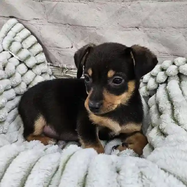 Female Chiweenie Puppy for Sale in Monroeville, PA