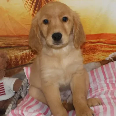 Female Golden Retriever Puppy for Sale in Monroeville, PA