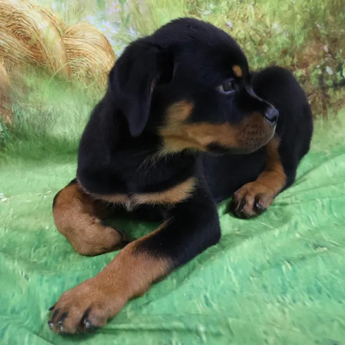 Female Rottweiler puppy named Roxy for sale at Petland Monroeville.