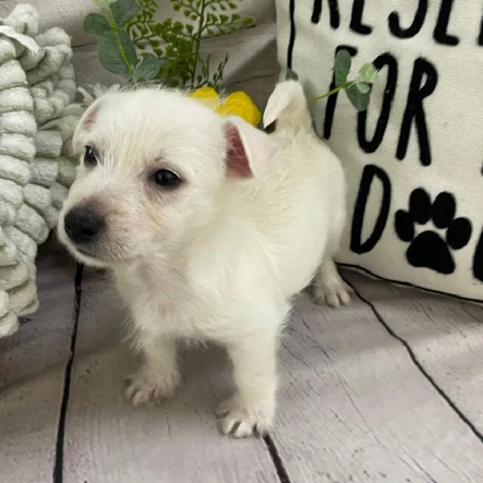 Male West Highland White Terrier Puppy for Sale in Monroeville, PA