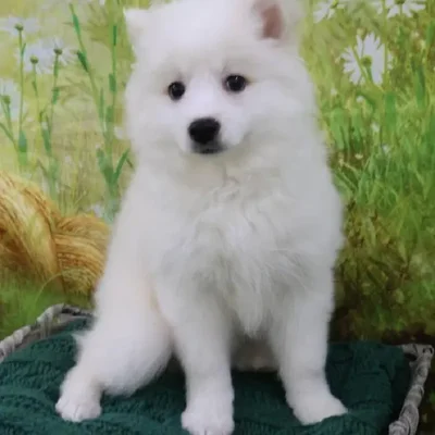 Female American Eskimo Puppy for Sale in Monroeville, PA