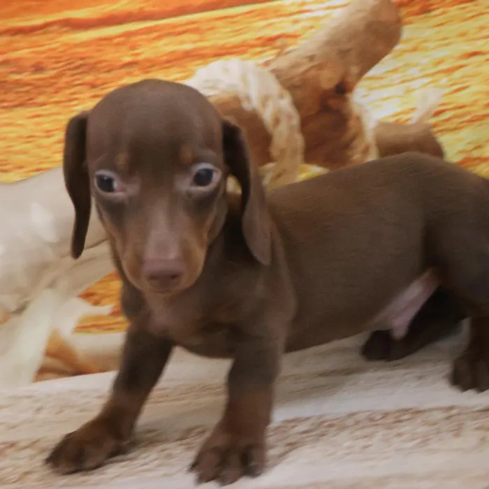 Male Dachshund Puppy for Sale in Monroeville, PA