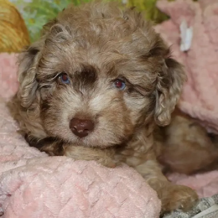 Female Mini Aussiedoodle puppy named Pearl for sale at Petland Monroeville.