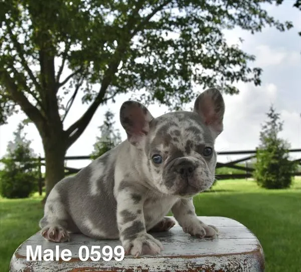 Male French Bulldog puppy named Tank for sale at Petland Monroeville.