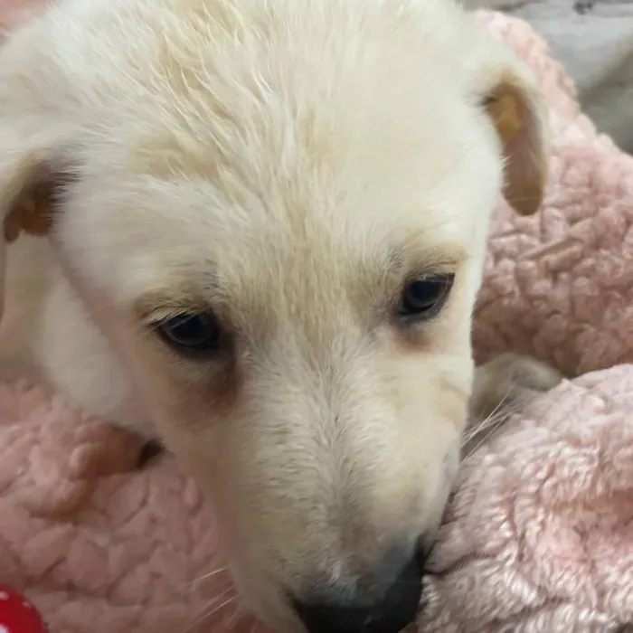 Female German Shepherd Puppy for Sale in Monroeville, PA