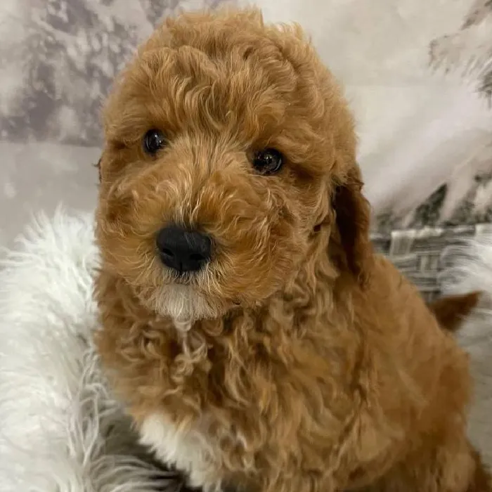 Male Mini Goldendoodle Puppy for Sale in Monroeville, PA