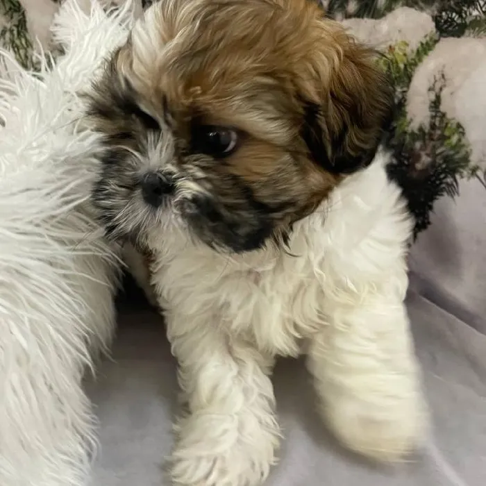 Male Shih Tzu Puppy for Sale in Monroeville, PA