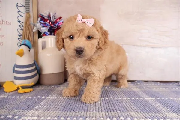 Female Hybrid puppy for sale at Petland Monroeville.
