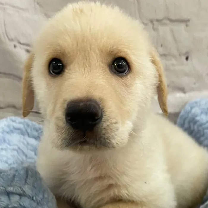 Male German Shepherd Puppy for Sale in Monroeville, PA