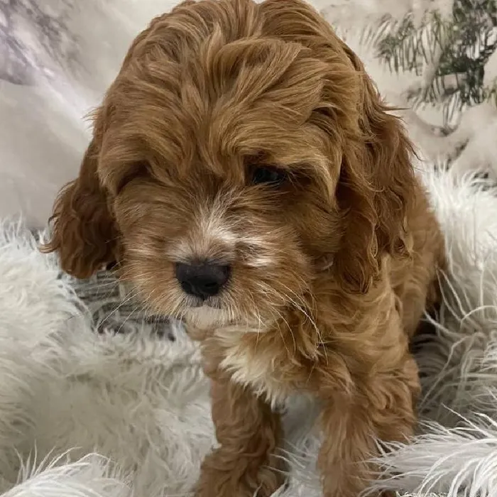 Male Cavapoo Puppy for Sale in Monroeville, PA