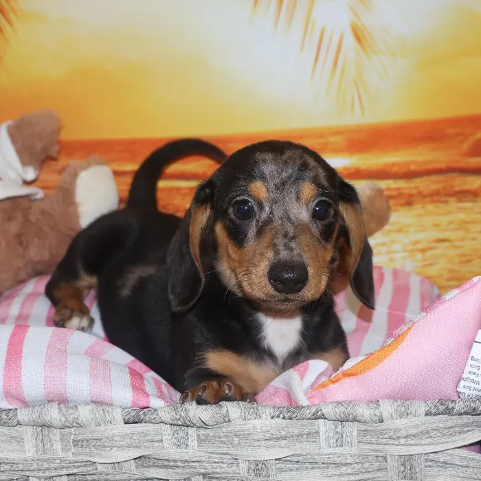 Male Dachshund Puppy for Sale in Monroeville, PA