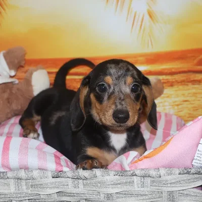Male Dachshund Puppy for Sale in Monroeville, PA