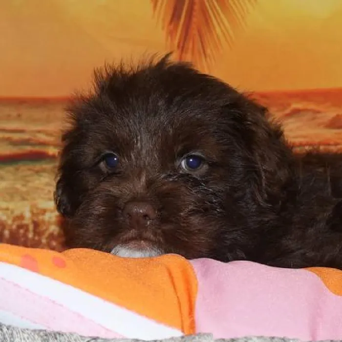 Female Mini Hippo puppy named Sasha for sale at Petland Monroeville.