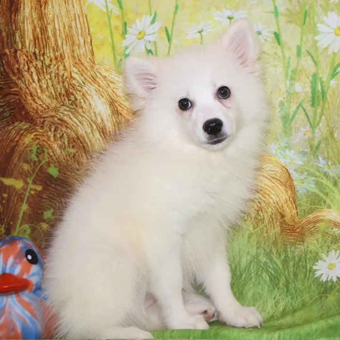 Female American Eskimo puppy named Winter for sale at Petland Monroeville.