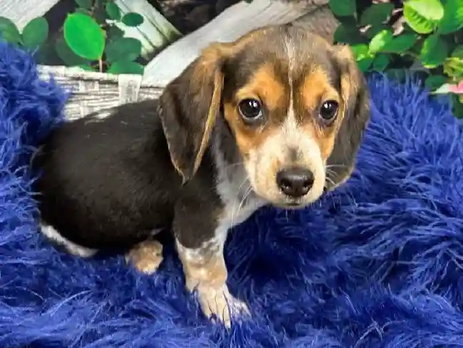 Female Beagle Puppy for Sale in Pittsburgh, PA
