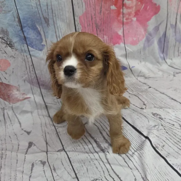 Male Cavalier King Charles Spaniel Puppy for Sale in Monroeville, PA