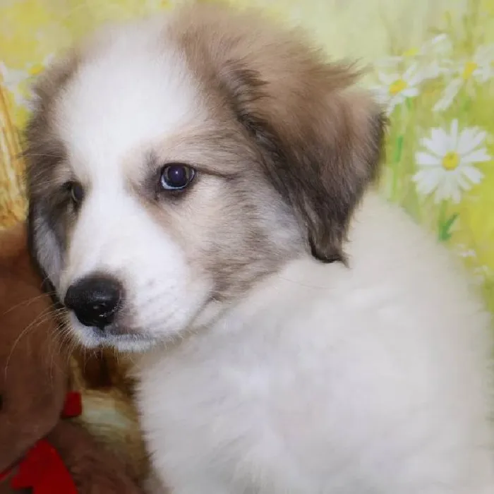Male Great Pyrenees puppy named Roman for sale at Petland Monroeville.