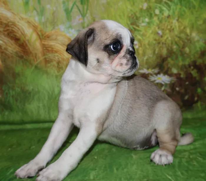 Female Pug puppy named Rosita for sale at Petland Monroeville.