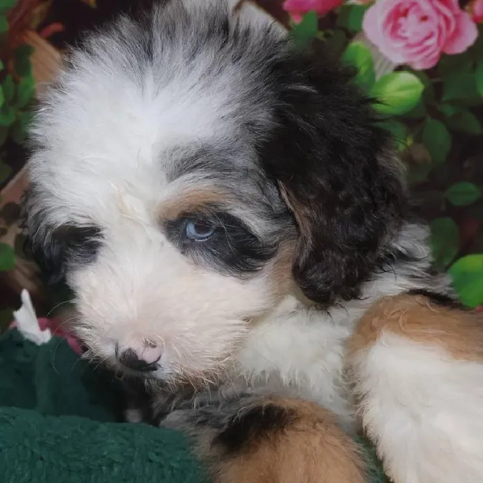 Female Mini Bernadoodle Puppy for Sale in Monroeville, PA