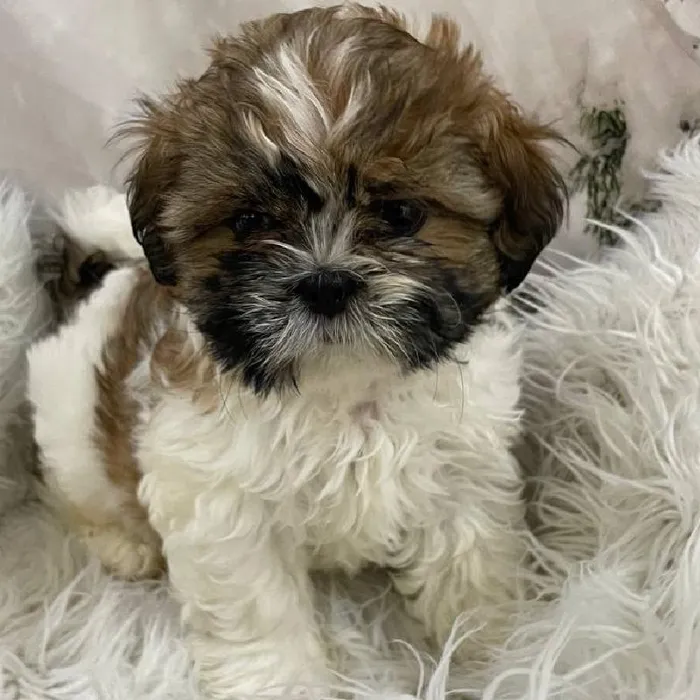 Male Shih Tzu Puppy for Sale in Monroeville, PA