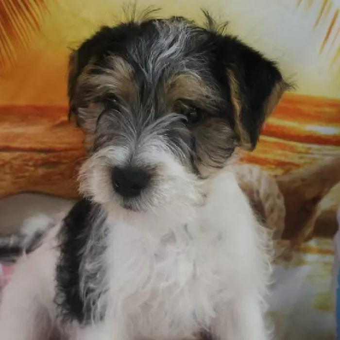 Male Jack Russell Terrier Puppy for Sale in Monroeville, PA